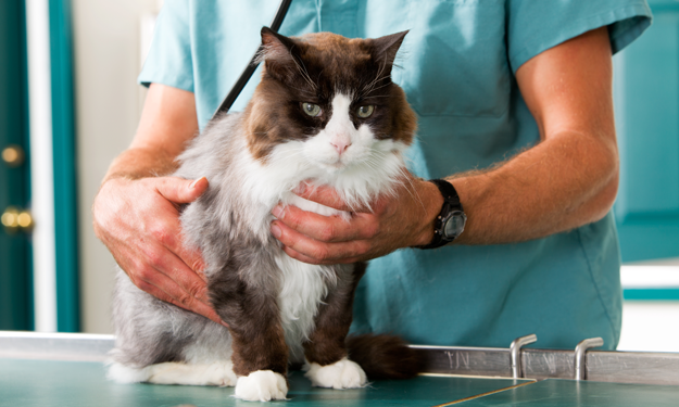 long haired cat being examined by a doctor