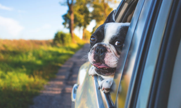 Boston terrier in car with head out the window smiling