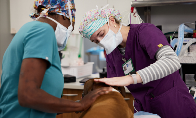 Veterinary emergency team providing care to a patient
