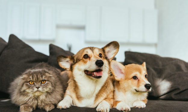Two corgis on couch with cat happy and smiling